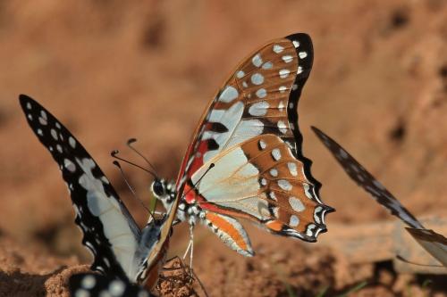 Réf. 223 539 : Graphium angolanus